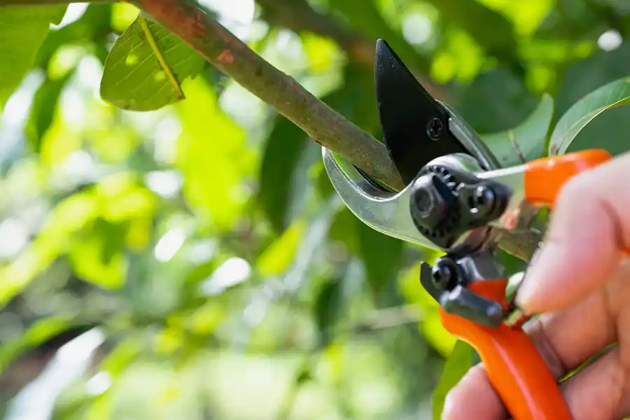 Tree Trimming Service